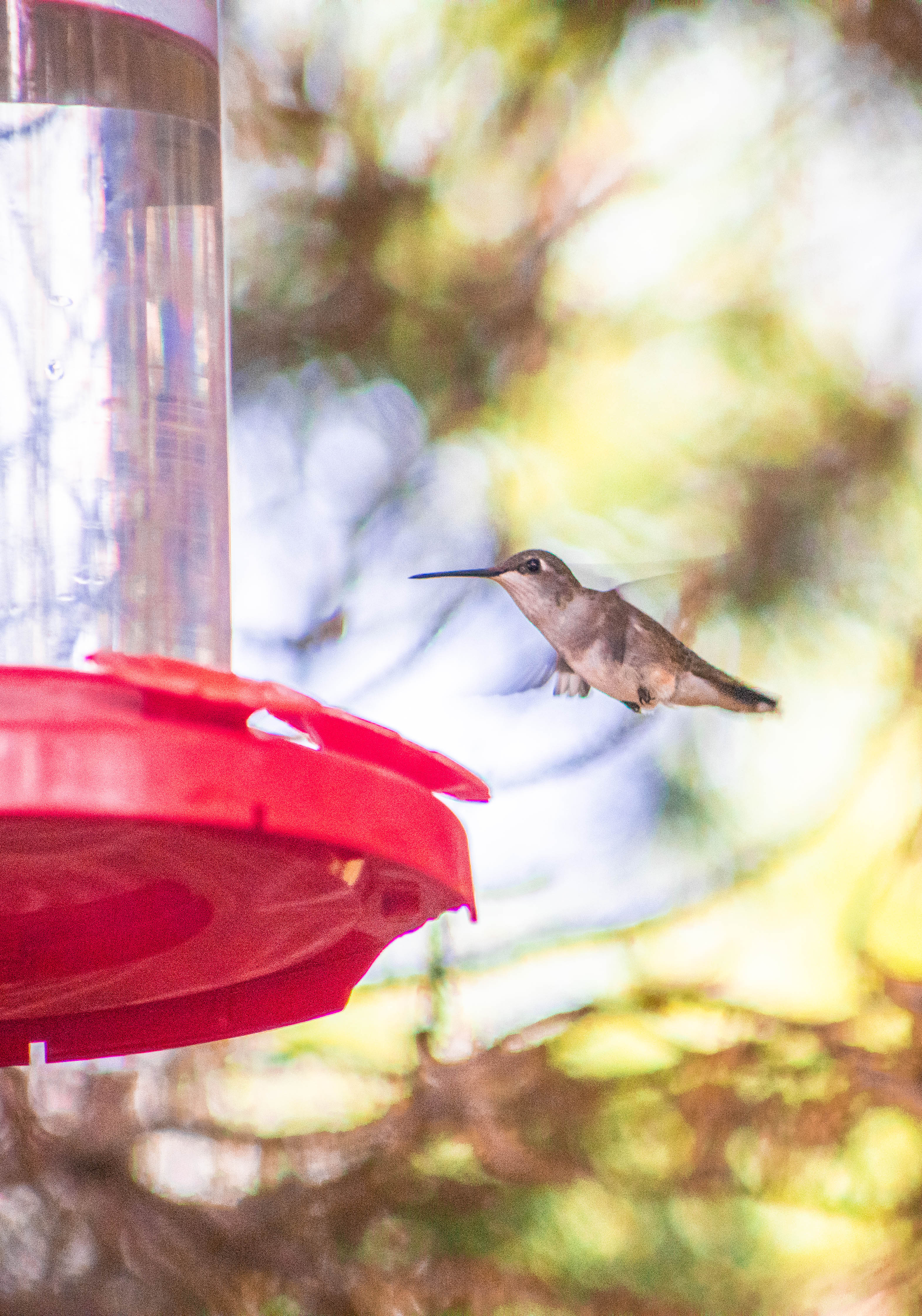 hummingbirds2020-017