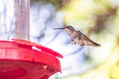 hummingbirds2020-017