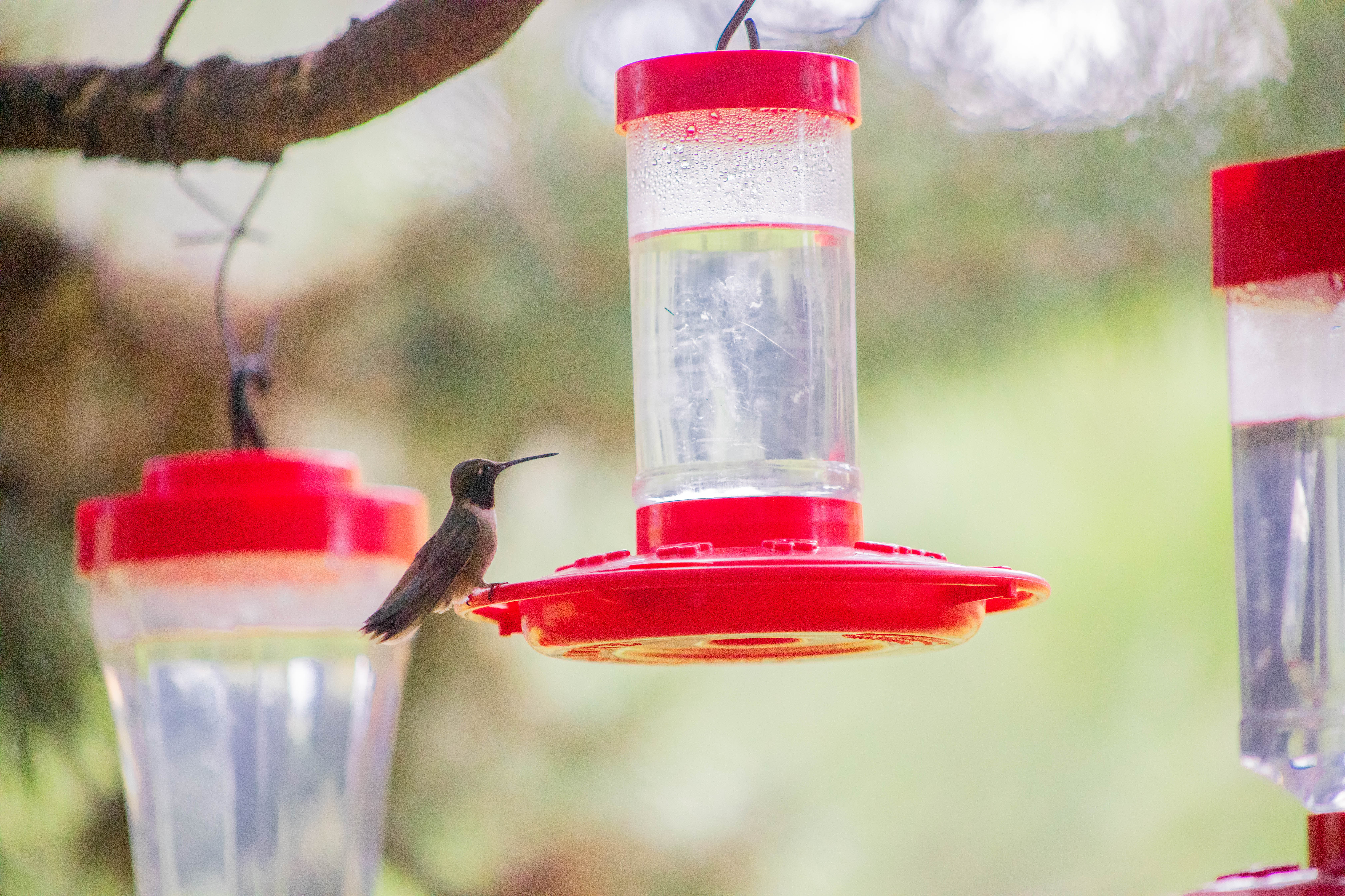 hummingbirds2020-008