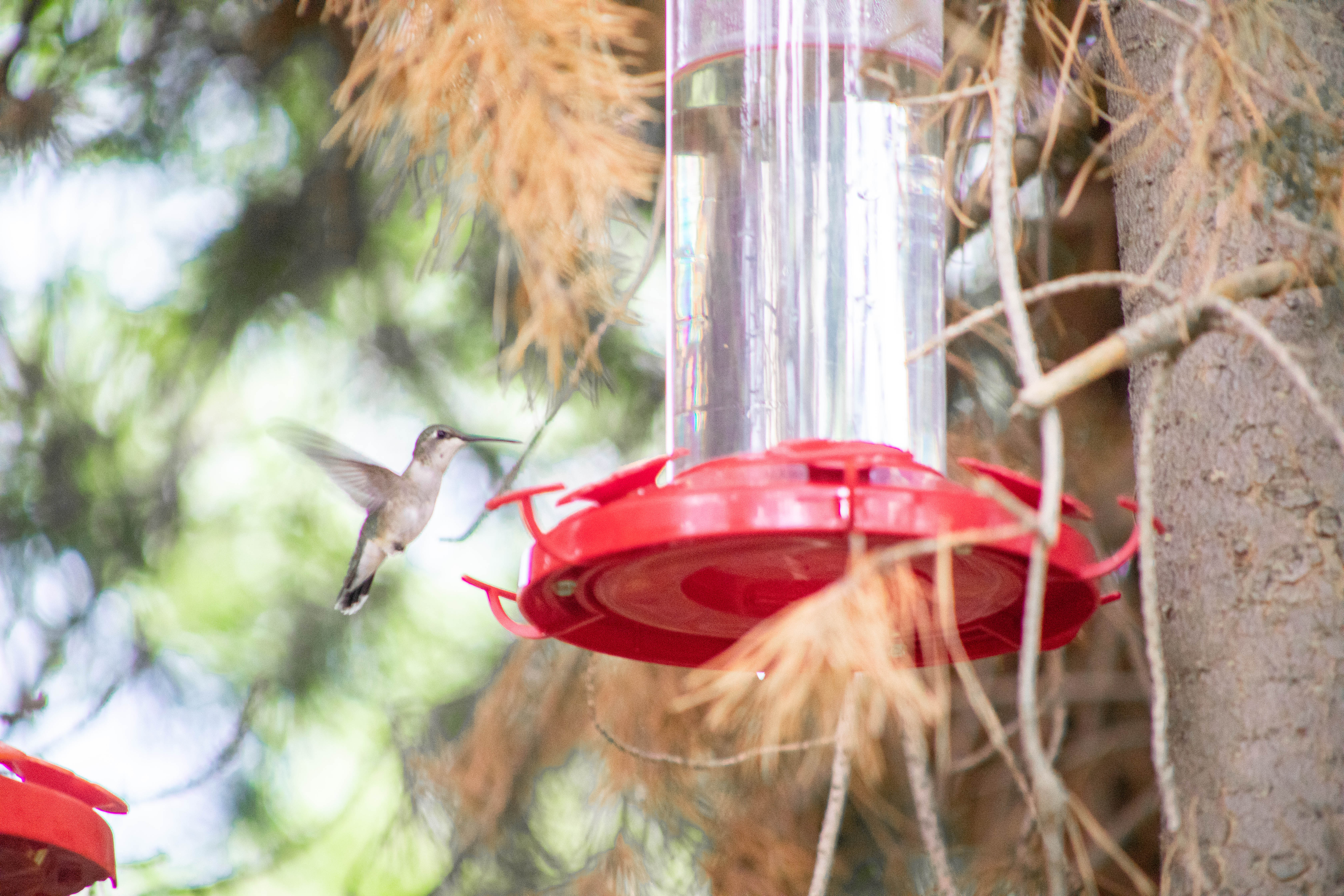 hummingbirds2020-013
